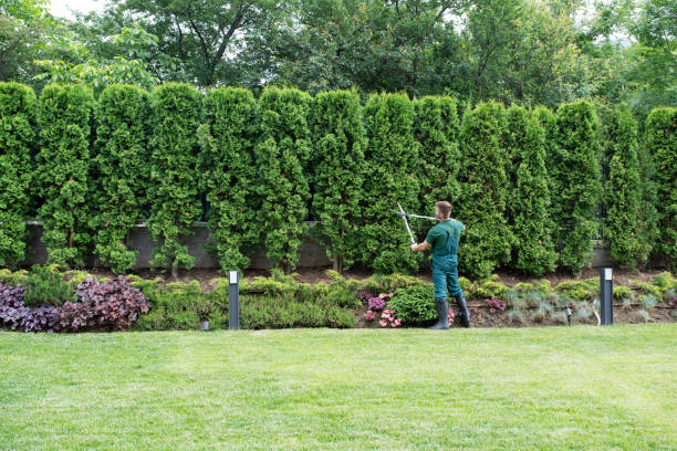 Best Lawn Disease Treatment  in Baywood, NY